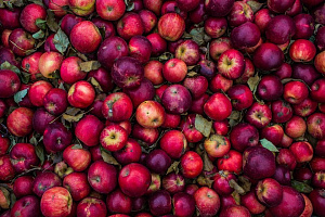 Производители в панике - цены на яблоки упали в 3-7 раз