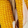 	 Насіння курудзи гібрид Вакула (ФАО 250) / продам семена кукурузы