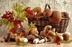 К какому типу продуктов относятся грибы