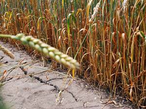 В Украине во второй декаде июня погодные условия привели к ухудшению вегетации поздних сельхозкультур