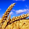 На постоянной основе закупаем пшеницу, дорого
