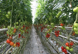 В Турции будут выращивать помидоры в геотермальных теплицах