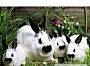 Комбикорм гранулированный для кроликов 