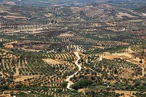 Вирощування оливового саду: правила садіння та особливості догляду