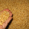 Продам фуражную пшеницу
