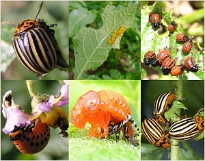 Чего боится колорадский жук на экологическом огороде?
