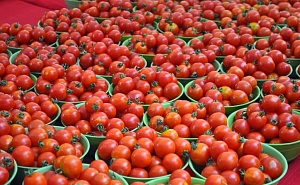 Советы начинающим огородникам: Как увеличить урожай томатов