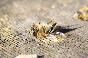 Пчелиные войны: пасечники против пестицидов
