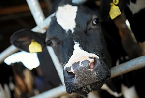 В Латвии молочные хозяйства переходят к производству мяса 