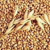 ТДВ Кременчанка закуповує фуражну пшеницю, кукурудзу.