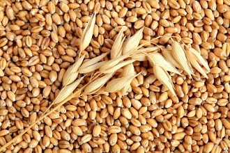 ТДВ Кременчанка закуповує фуражну пшеницю, кукурудзу.