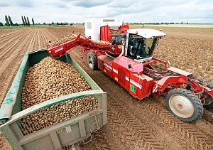 Урожайность картофеля в Беларуси увеличилась на 30% за год