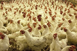 Иордания сняла ограничения на поставки украинской продукции птицеводства
