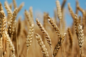 За 20 лет средняя урожайность пшеницы в Украине выросла на 44%