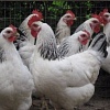 Продам инкубационные яйца кур Адлер серебристый и Украинская 