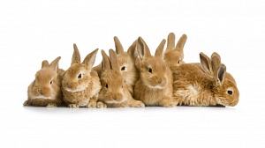 Разведение кроликов в приусадебном хозяйстве