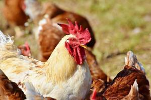 В Киевской области ищут очаг заболевания гриппом птицы