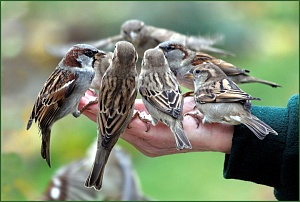 Птицы, полезные и вредные стороны их жизнедеятельности
