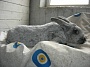 Кролики Полтавское серебро (доставка по Украине)