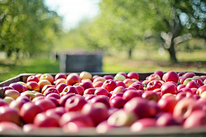Украина снизила объем экспорта яблок в сентябре, несмотря на наибольший урожай и рекордно низкие цены