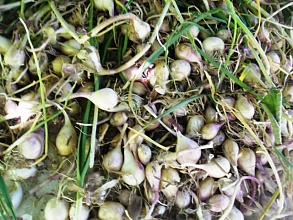 Семена озимого чеснока сорт Софиевский 