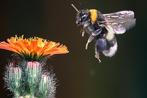 Пчелы оказались восприимчивы к электрическому полю