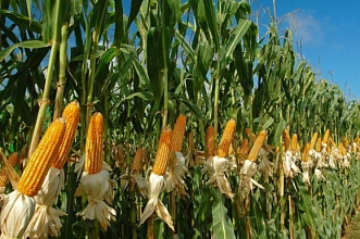 Купить посевные семена кукурузы Черкассы