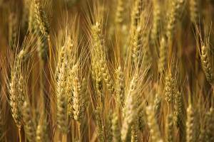 Як швидко й легко визначити врожайність зернових