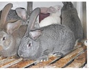 Кролики (середняки) серый великан 
