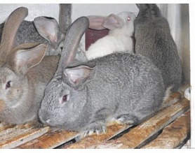 Кролики (середняки) серый великан 