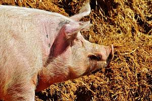 Подорожания свинины перед Новым годом не ожидается