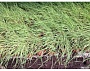 Декоративная трава, оптом, недорого, Белая Церковь
