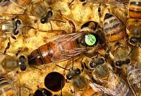 Способы подселения плодной пчеломатки в семью