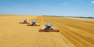 Валовой сбор зерна ожидается на уровне более 60 млн. тонн