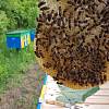 Матки Карпатка 2019 Пчеломатки Пчелинные Матки Бджоломатки