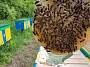 Матки Карпатка 2019 Пчеломатки Пчелинные Матки Бджоломатки