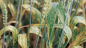 Болезни озимой пшеницы