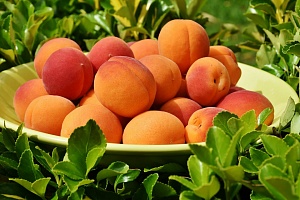 Украина фактически лишилась возможности выращивать абрикосы и персики