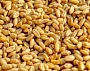 Насіння озимої пшениці сорт Матрикс-51 ц/га-цього року!