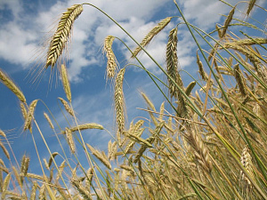 Минагрополитики увеличивает прогноз урожая зерновых 2018 до 63,1 млн тонн
