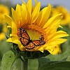 Пропонуємо купити насіння соняшнику Monarch  (NS Serbia) | Монарх
