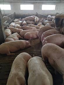 Продам свиней м’ясної породи живою вагою