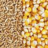 Закупаем зерновые с места с любой влажностью по всей территории Украины