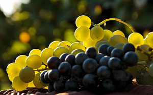 Урожай винограда в этом году увеличился на 10%