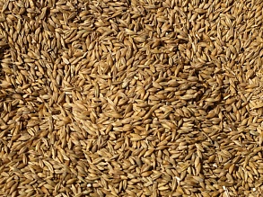 Продам зерносуміш (пшениця - ячмінь 50%50)