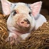 Предлагаем органических свиней (Откорм)