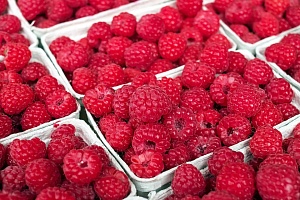 Нидерландская компания будет перерабатывать украинские ягоды в Польше