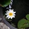 Выращивание водных растений для пруда,лилия