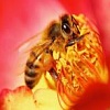 Продам 20 бджолопакетів
