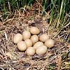 Инкубационные яйца и молодняк, декоративных и охотничьих фазанов